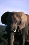 Afrikanischer Elefant beobachtet alles ganz genau