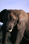 Der pruefende Blick des Afrikanischen Elefanten 