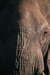 Kopf Nahaufnahme vom Afrikanischen Elefant 