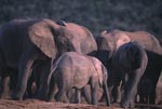 Afrikanische Elefanten an einer Wasserstelle 