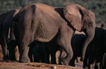 Afrikanische Elefanten haben Wasser gefunden 