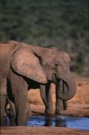 Trinkende Afrikanische Elefanten an der Wasserstelle 