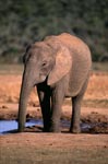 Afrikanischer Elefant hat seinen Ruessel im Wasser