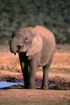 Junger Afrikanischer Elefant an der Wasserstelle