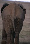 Afrikanischer Elefant Rueckseite