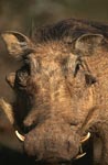 Warzenschwein im Addo Elephant National Park