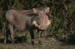 Warzenschwein sondiert die Lage
