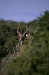 Großer Kudu schaut aus dem Busch