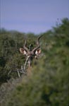 Großer Kudu sondiert die Lage