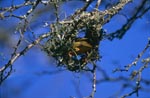 Kap-Webervogel beginnt ein Nest zu bauen