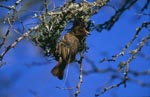 Kap-Webervogel beim Nestbau, Anfangsphase