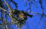 Kap-Webervogel baut ein neues Nest