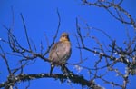 Kap-Webervogel vor blauem Himmel