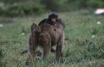 Steppenpavian mit Baby auf dem Rücken