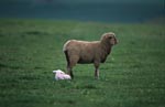 Merino Schaf mit Lamm am Boden liegend