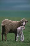 Aufmerksames Merino Schaf mit Lamm