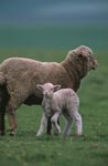 Merino Schaf mit Lamm auf Farmgelaende