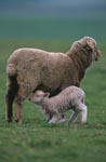 Merino Schaf mit Lamm