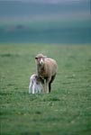 Merino Schaf mit grasendem Lamm