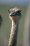 Nachdenklicher Strauß (Struthio camelus australis)