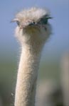 Erwartungsvoll blickender Strauß (Struthio camelus australis)