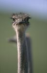Auge in Auge mit Vogel Strauß (Struthio camelus australis)