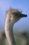 Seitliches Straußkopf Portraet (Struthio camelus australis)