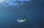 Baby Weißer Hai im planktonhaltigen Wasser