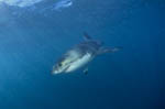 Baby Weißer Hai im planktonreichen Wasser
