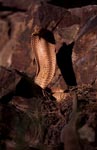 Hoch aufgerichtete „Goldene“ Kapkobra zeigt ihre Zunge