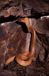 Kapkobra beobachtet ein Felsspalte