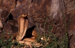 Kapkobra erhebt sich vor einer Felswand