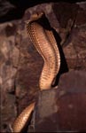 Aufgerichtete Kapkobra stuetzt sich am Felsen ab