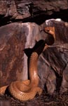 Aufgerichtete Kapkobra beobachtet Felsspalte