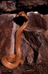 Kapkobra aufgerichtet vor bunter Felswand