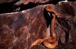 Aufgerichtete Kapkobra vor Felswand