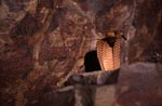 Eine Kapkobra kommt hinter dem Felsblock hervor