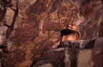 Der Kopf der Kapkobra hinter einem Felsblock 