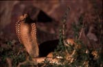 Bildschoene Kapkobra