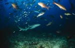 Gewoehnlicher Ammenhai dicht ueber dem Meeresgrund