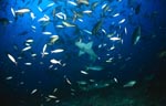 Gewoehnliche Ammenhaie am Shark Reef