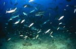 Gewoehnlicher Ammenhai interessiert sich fuer Fischfutter