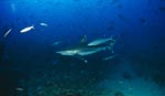 Silberspitzenhai am Shark Reef in der Beqa Lagoon