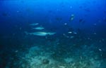 Silberspitzenhai dicht ueber dem Meeresboden