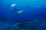 Silberspitzenhai im blauen Wasser der Beqa Lagoon
