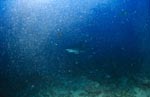 Silberspitzenhai schwimmt durch Luftblasen