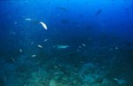 Silberspitzenhai ueber dem Meeresboden am Shark Reef