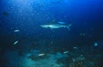Silberspitzenhai gleitet durch das Wasser am Shark Reef