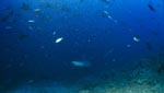 Silberspitzenhai naehert sich dem Shark Reef