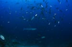Silberspitzenhai schwimmt in einem Fischschwarm
